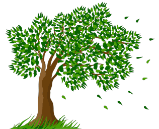 clean_cut_tree_service_franklin_north_carolina_logo