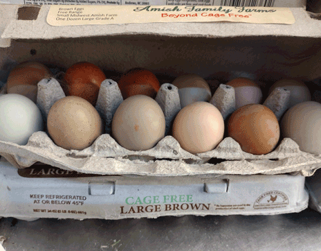 otto_north_carolina_shearl_produce_eggs