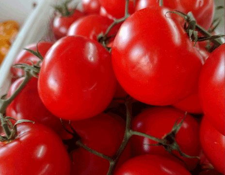 tomatoes_otto_north_carolina_shearl_produce